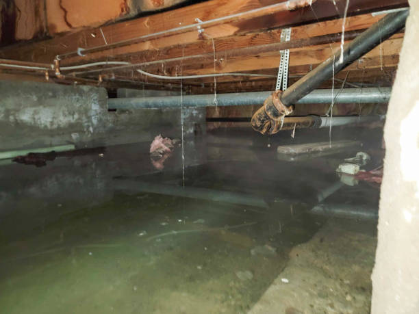 Best Water damage cleanup near me  in Mount Zion, IL